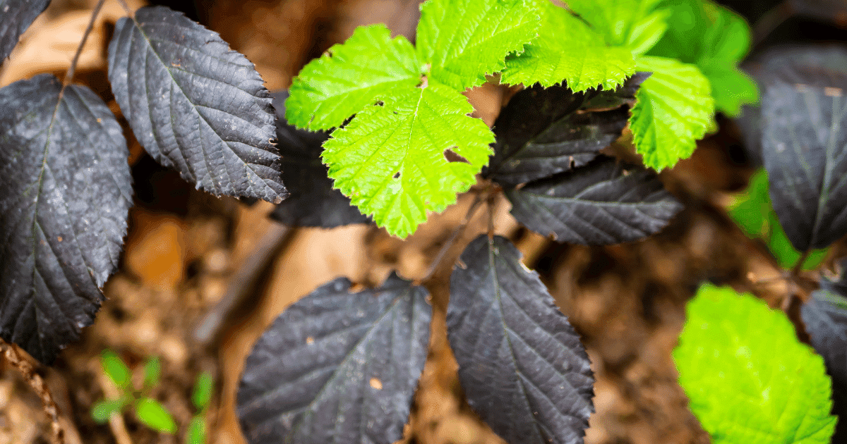 Black and Green