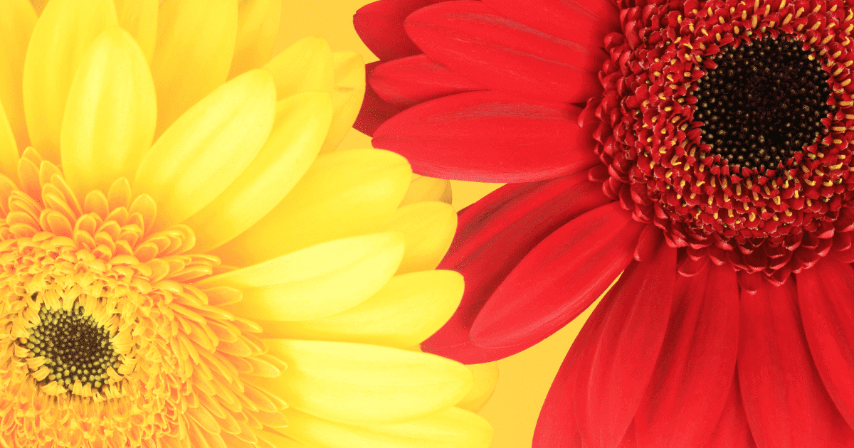 Yellow with Red