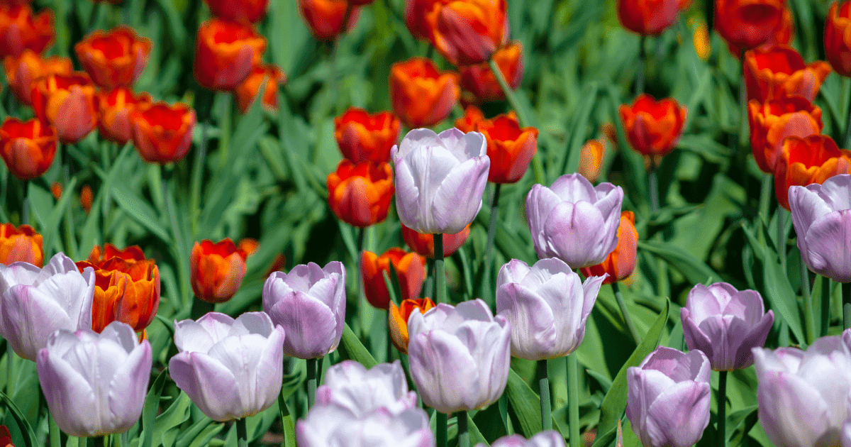 Red with Lilac