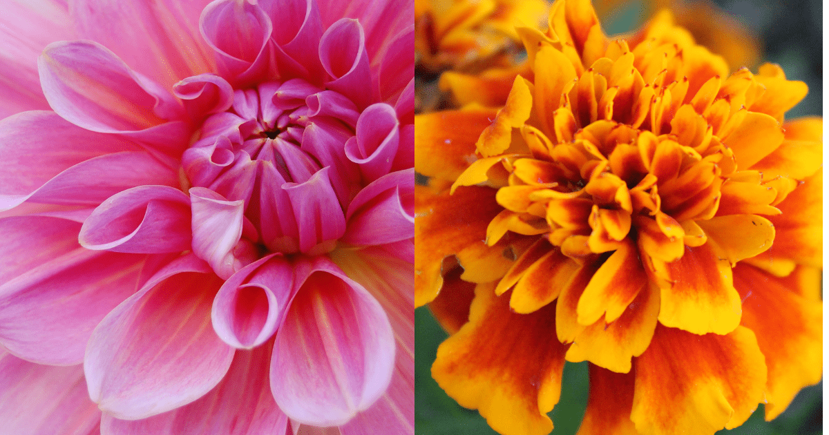 Pink and Marigold