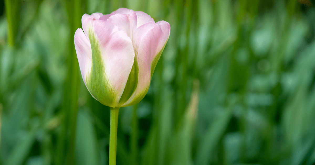 Pink and Kelly Green