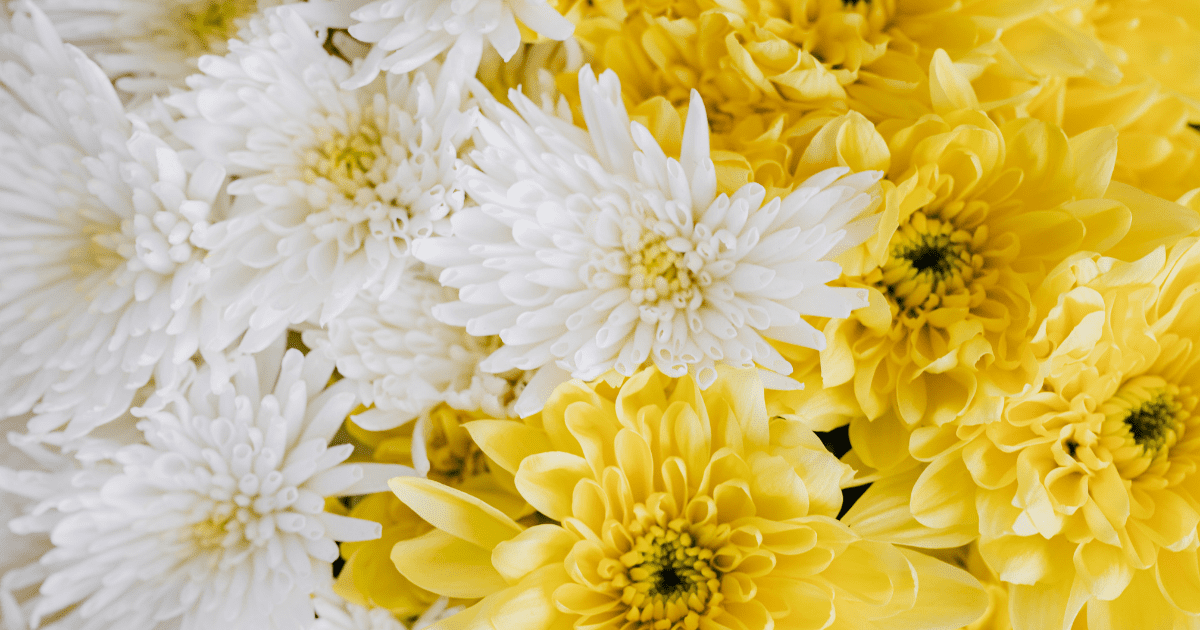 Yellow and White