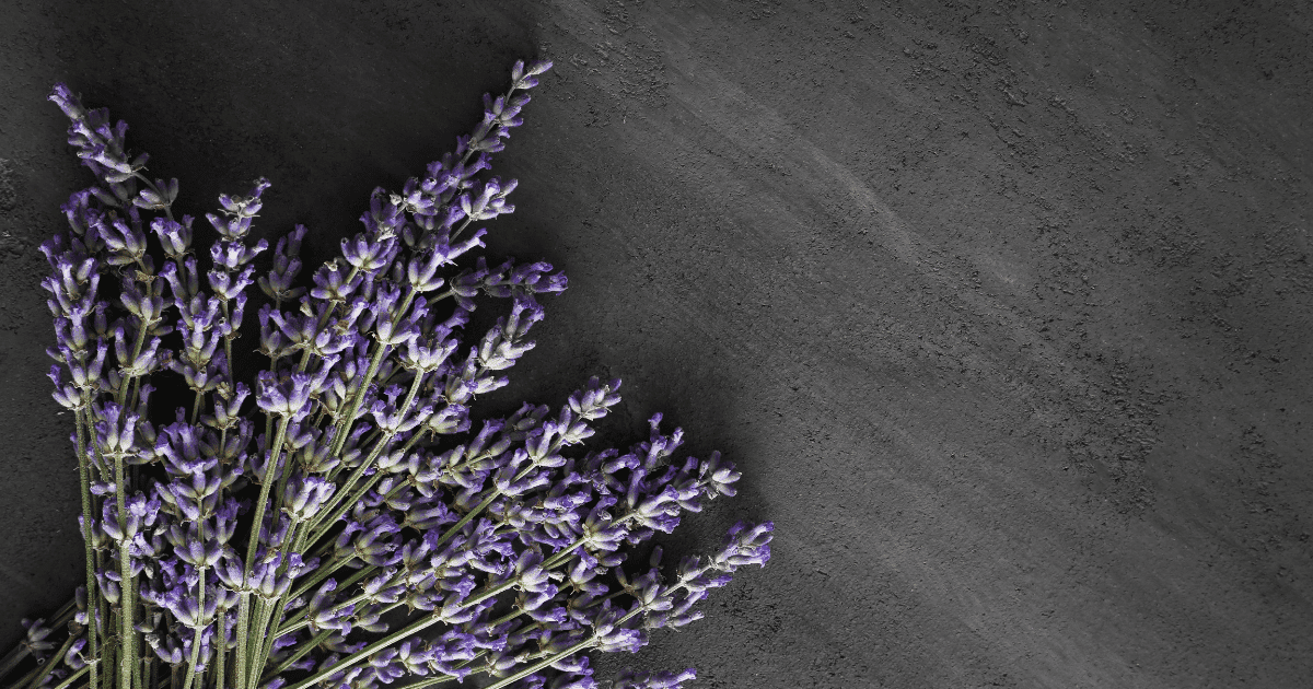 Charcoal Gray and Lavenders