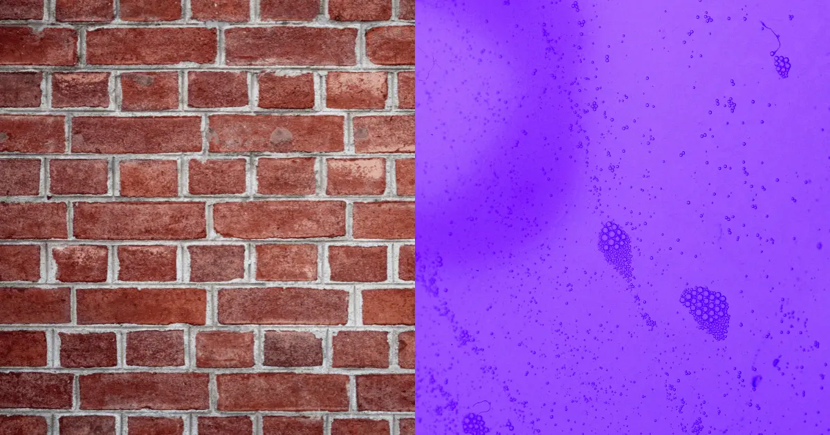 Red Brick Wall and Purple